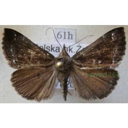 Hypena crassalis (Fabricius, 1787) Rozszczepka jagodzianka Poland61h